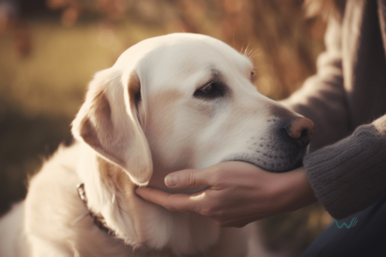 11 reasons to get a service dog for anxiety