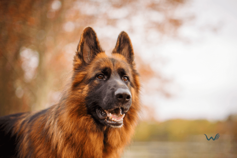3 reasons to adopt an old german shepherd dog