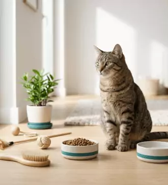 4 natural ways to care for your cat