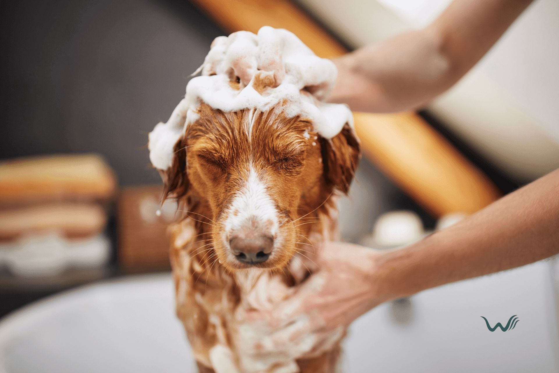 5 ways to treat dog dandruff