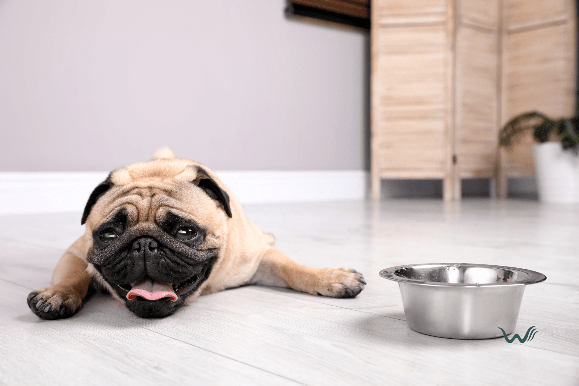 7 reasons your dog isn't drinking water