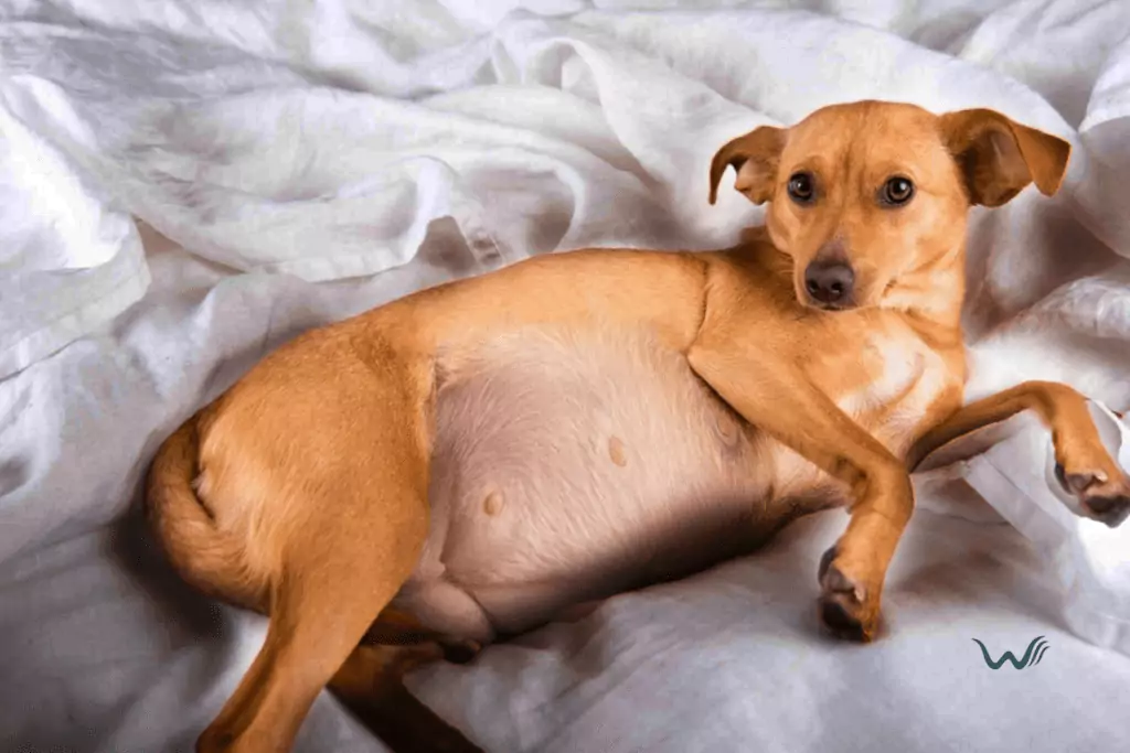 7 ways to tell your dog is pregnant