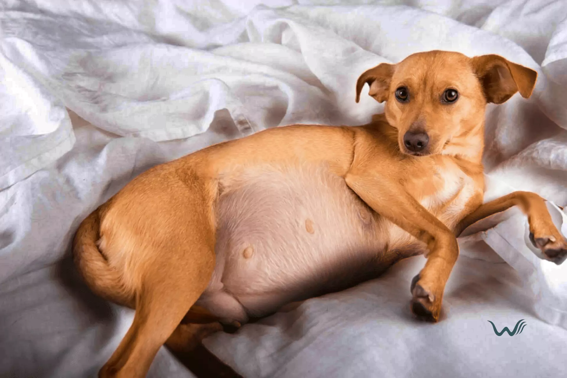 7 ways to tell your dog is pregnant
