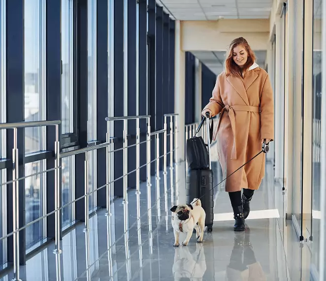 air pet discover image