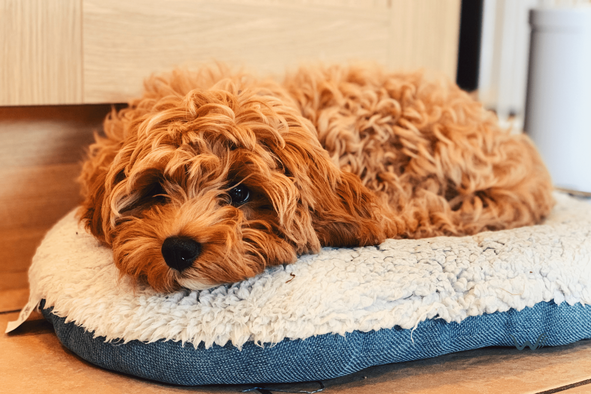 an overview of the cavapoo breed of dogs