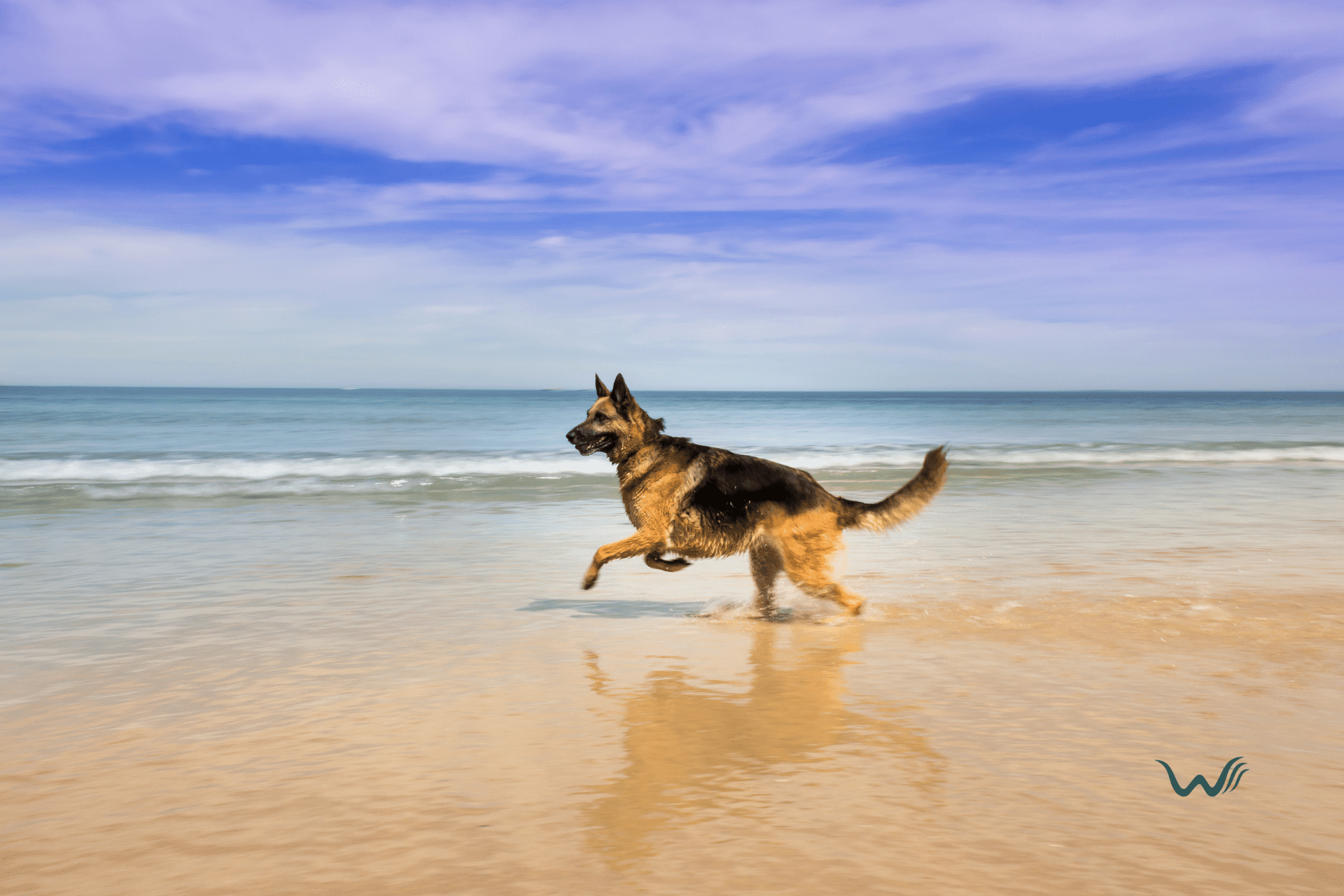 are there pet friendly beaches in florida