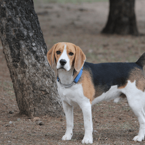 beagle alabama emotional support animal laws wellness wag