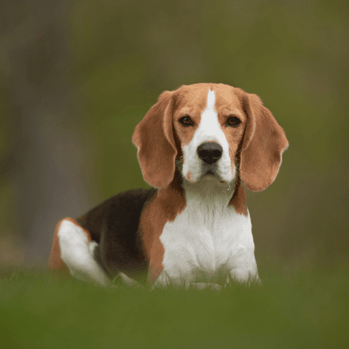 beagle emotional support animal arkansas wellness wag