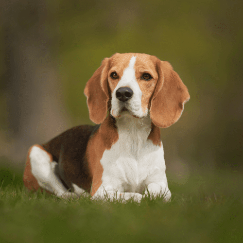 beagle emotional support animal california wellness wag