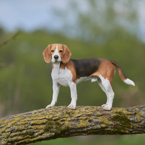 beagle emotional support animal idaho wellness wag