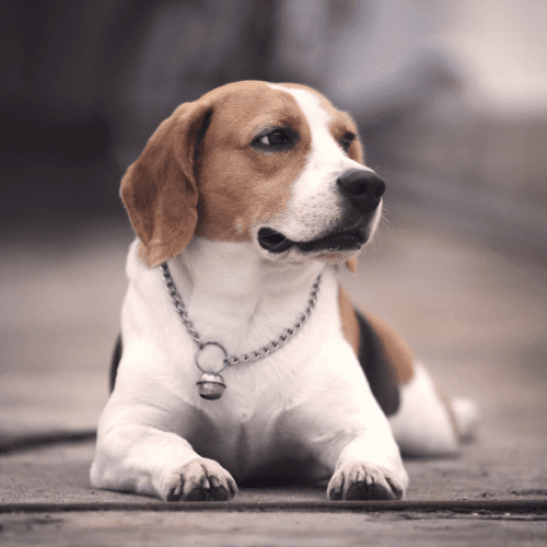 beagle emotional support animal illinois wellness wag