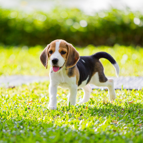 beagle emotional support animal louisiana wellness wag