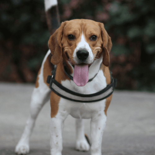 beagle emotional support animal maryland wellness wag