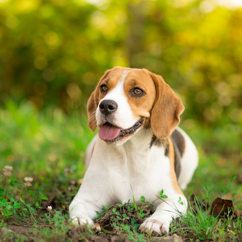 beagle emotional support animal registration new york wellness wag