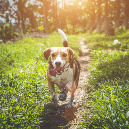 beagle minnesota emotional support animal wellness wag