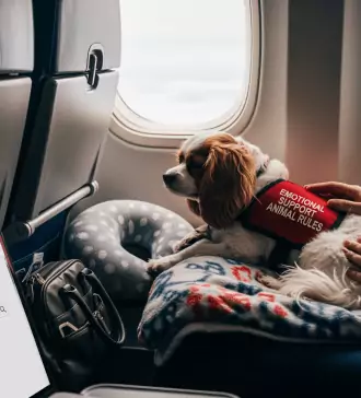 best airlines' rules for emotional support animal travel