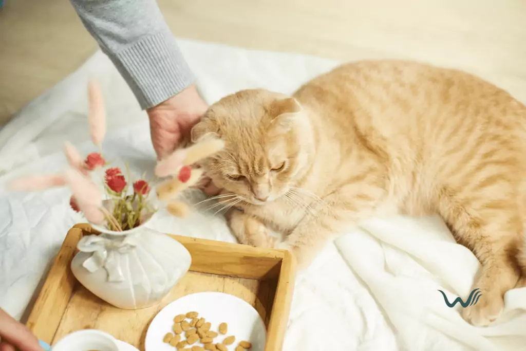 best diet for cat’s overall health