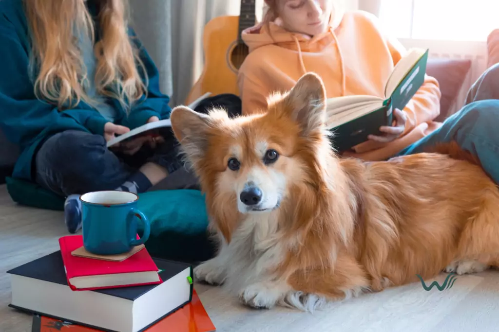 best pets for college students