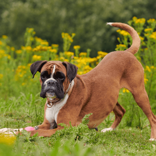 boxer emotional support animal laws pa wellness wag