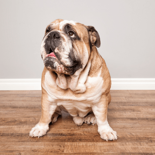 bulldog alabama emotional support animal laws wellness wag
