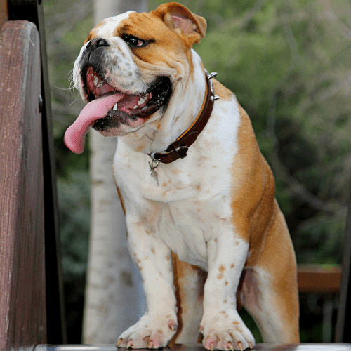 bulldog emotional support animal arkansas wellness wag