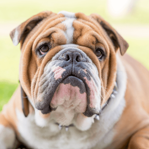 bulldog emotional support animal california wellness wag