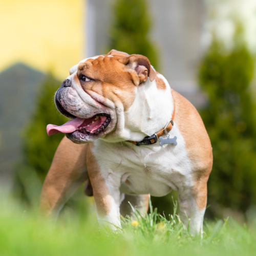 bulldog emotional support animal delaware wellness wag