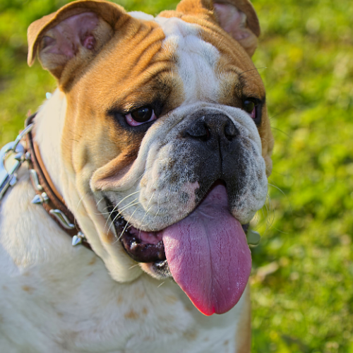 bulldog emotional support animal illinois wellness wag