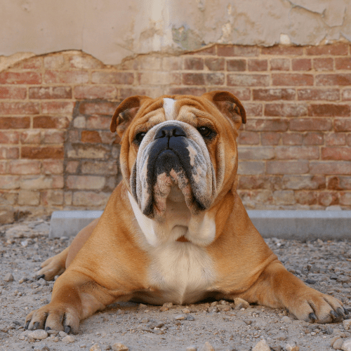 bulldog emotional support animal massachusetts wellness wag