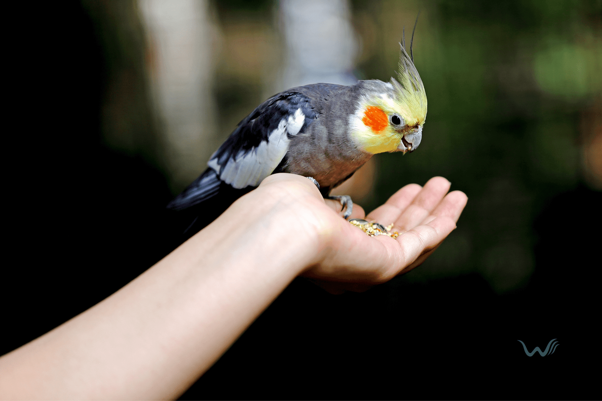 can a bird be an emotional support animal