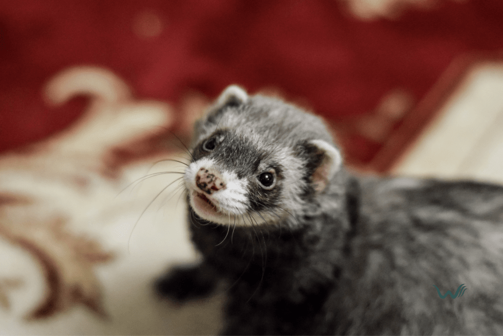 Unleash Happiness with an Emotional Support Ferret