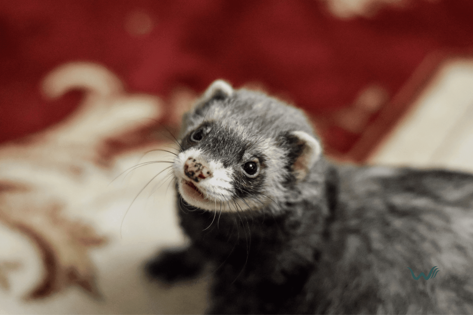 can a ferret be an emotional support animal