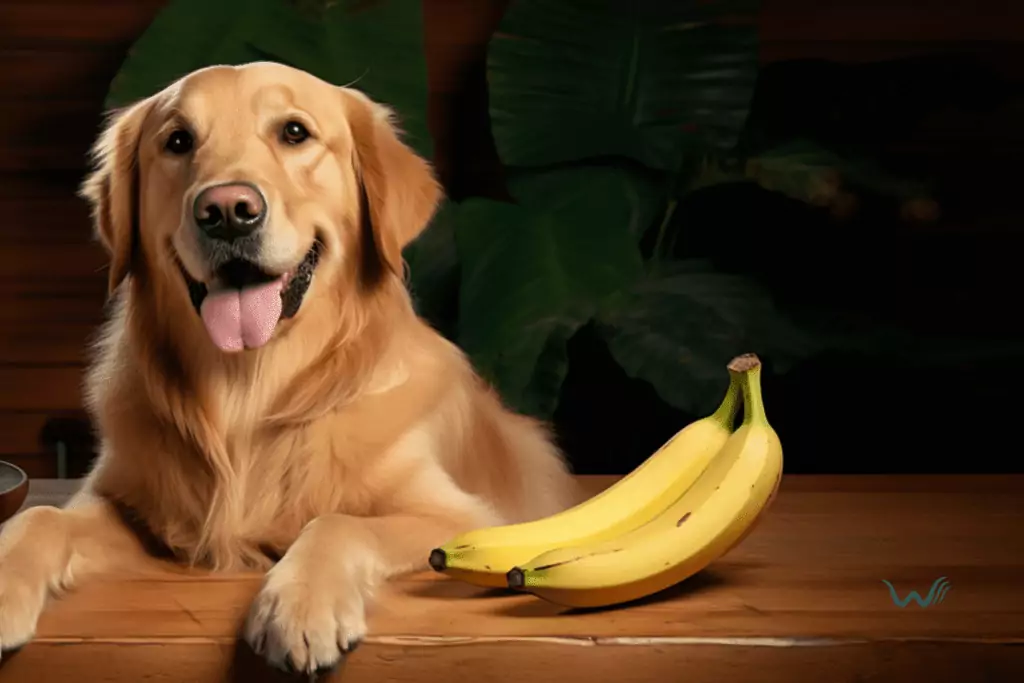 can dogs eat bananas