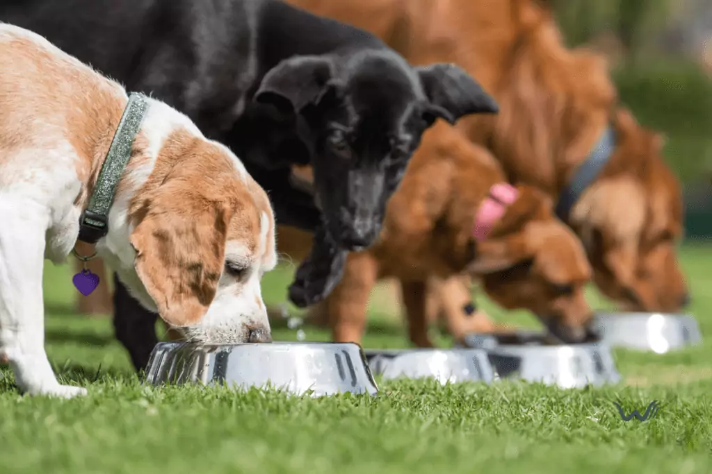 can dogs eat honeydew