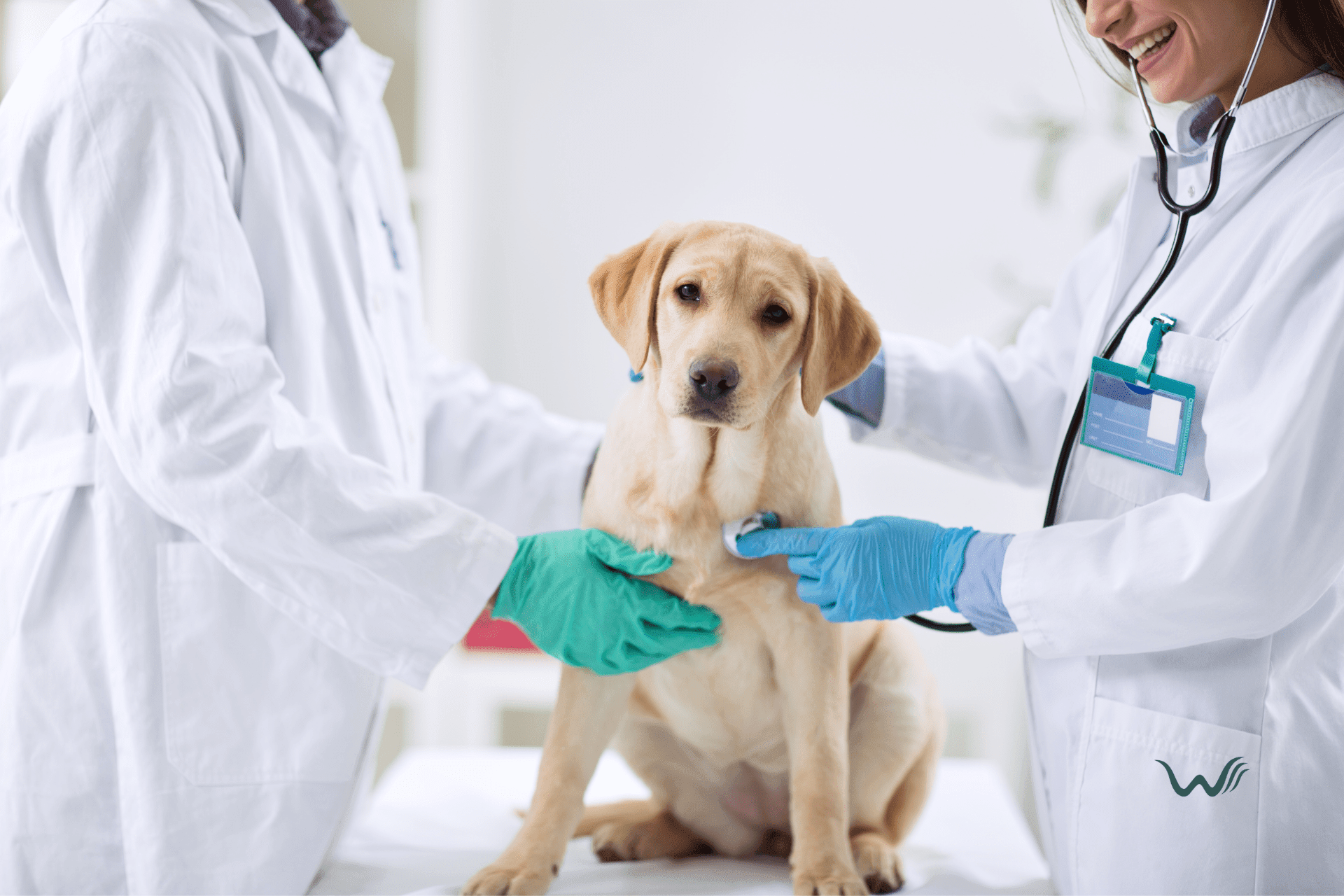 can i use trazodone for dogs