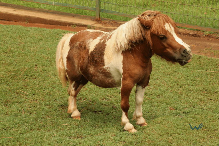 can miniature horses be service animals