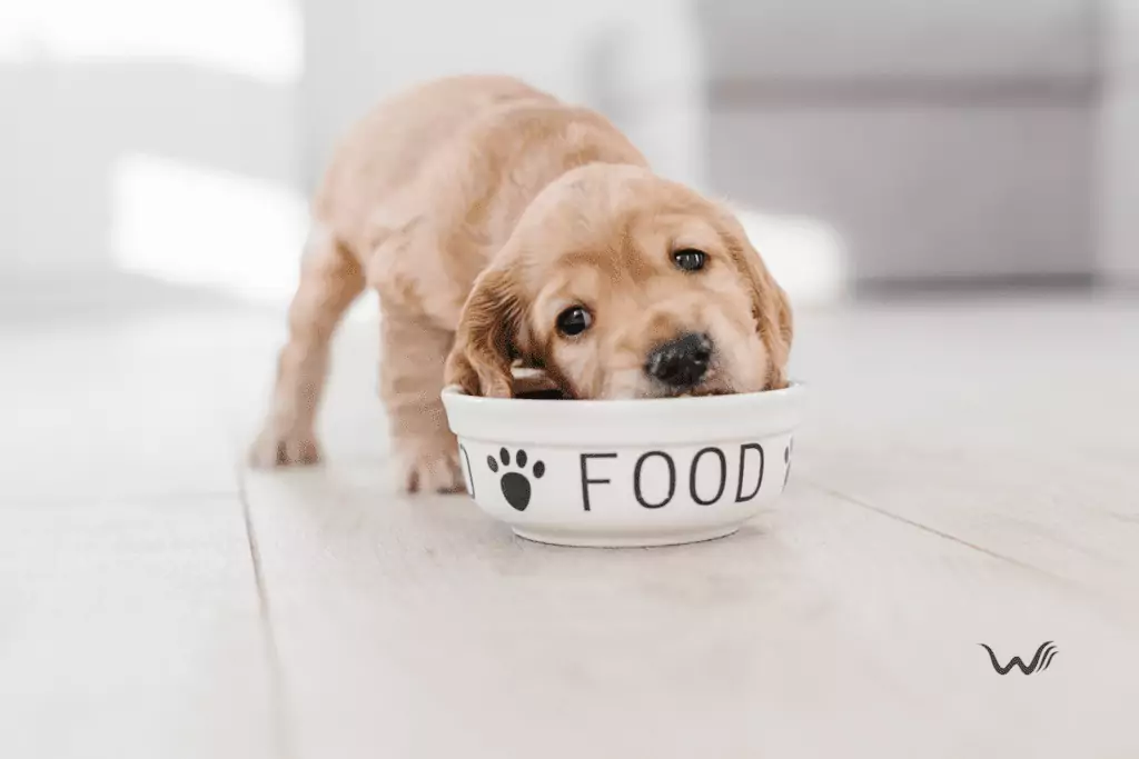 can service dogs eat pecans