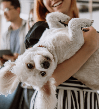 can you have an esa in college dorms how to get an esa letter