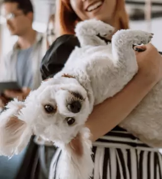 can you have an esa in college dorms how to get an esa letter