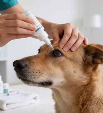 caring for your dog's eyes common eye medications for dogs