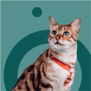 cat portrait with green background