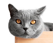 cute gray cat right