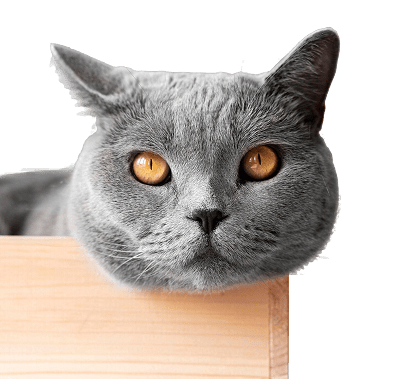 cute gray cat