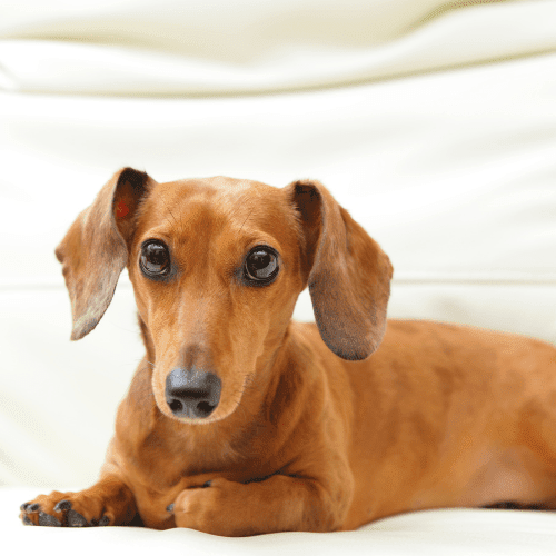 dachshund emotional support animal montana wellness wag