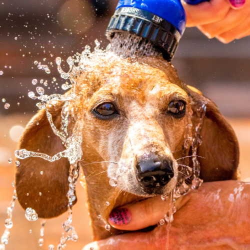 dachshund emotional support animal nj wellness wag