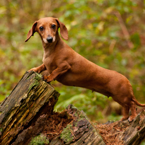 dachshund emotional support animal ohio wellness wag