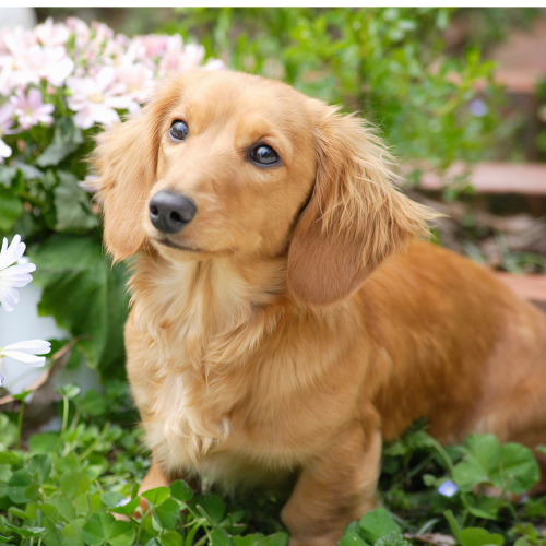 dachshund emotional support animal oklahoma wellness wag