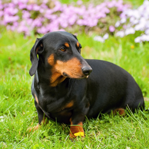 dachshund emotional support animal utah wellness wag