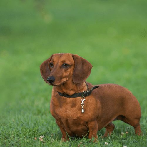 dachshund emotional support animal virginia wellness wag