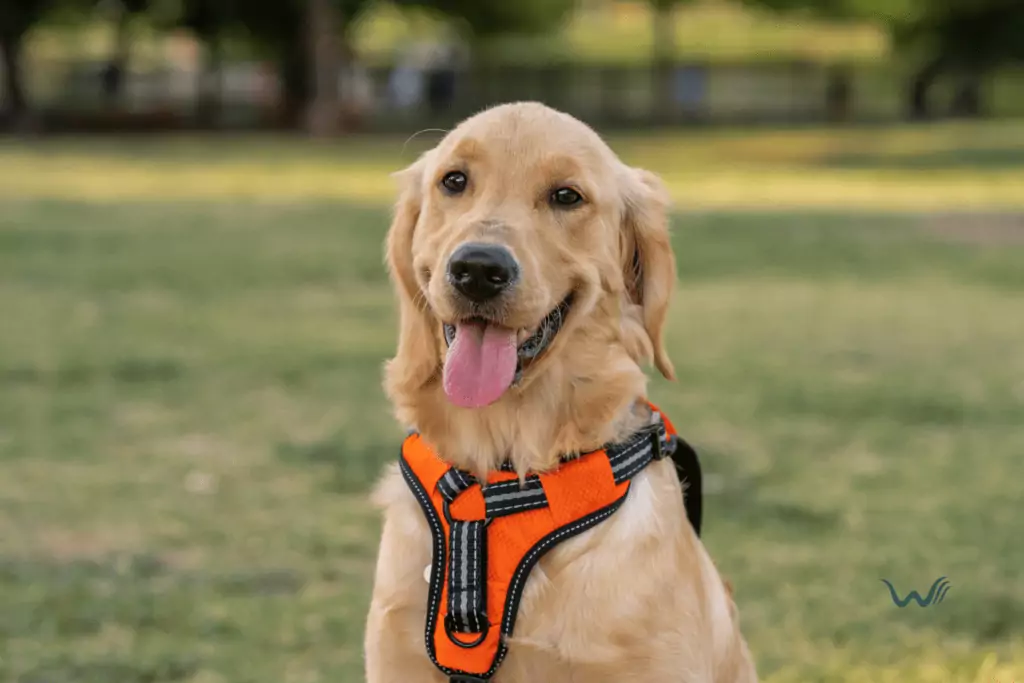 do service dogs have to be leashed